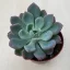 xPachyveria 'Clavata'