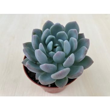xPachyveria 'Clavata'