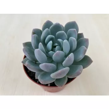xPachyveria 'Clavata'
