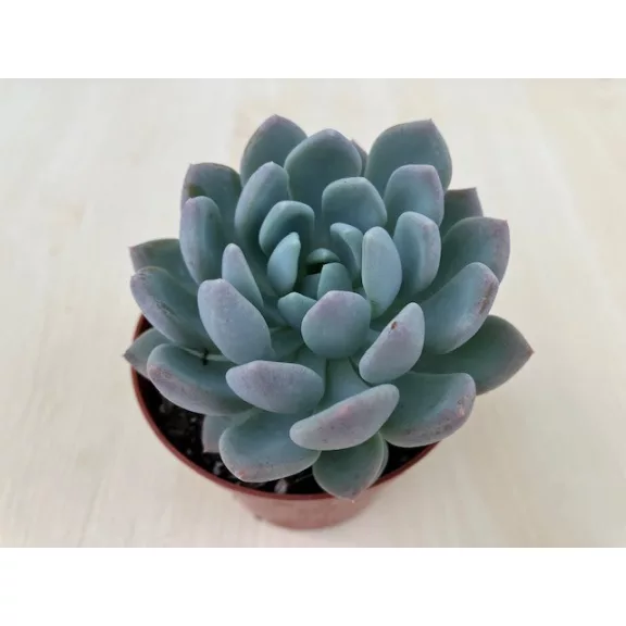 xPachyveria 'Clavata' xPachyveria 'Clavata'