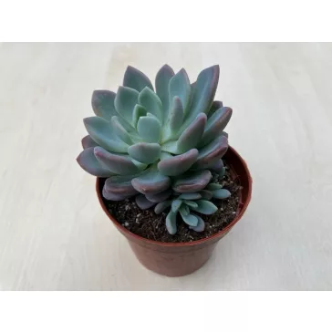xPachyveria 'Clavata'