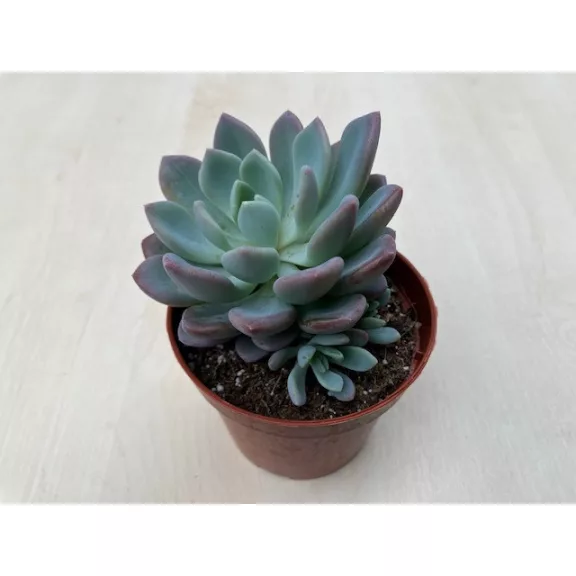 xPachyveria 'Clavata' xPachyveria 'Clavata'