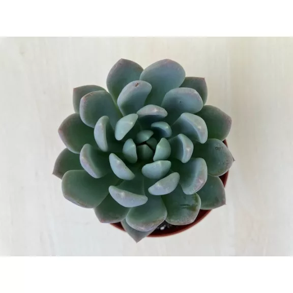 xPachyveria 'Clavata' xPachyveria 'Clavata'