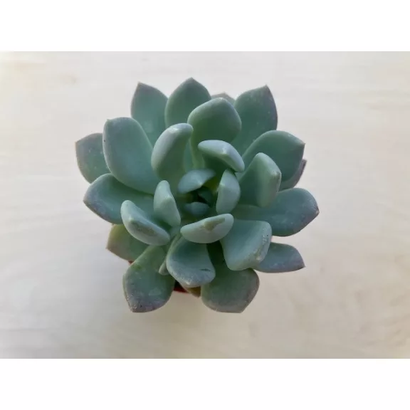 xPachyveria 'Clavata' xPachyveria 'Clavata'
