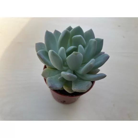 xPachyveria 'Clavata' xPachyveria 'Clavata'