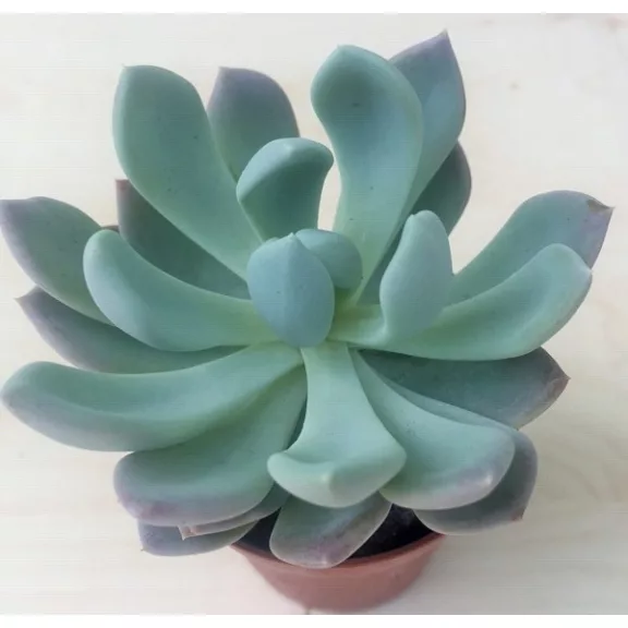 xPachyveria 'Clavata' xPachyveria 'Clavata'