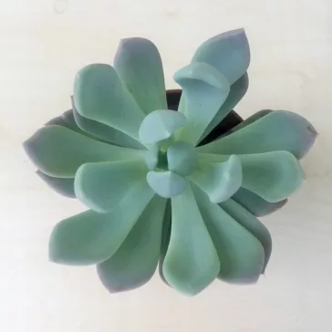 xPachyveria 'Clavata'