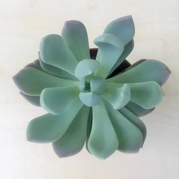 xPachyveria 'Clavata' xPachyveria 'Clavata'