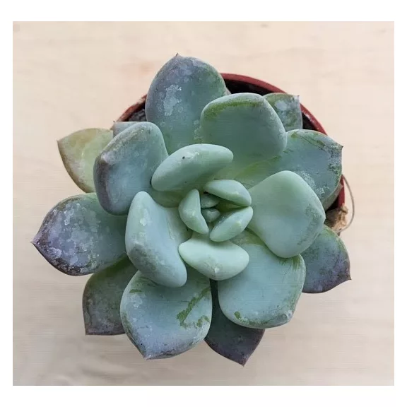 xPachyveria 'Clavifolia' xPachyveria 'Clavifolia'