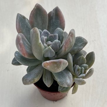 Pachyveria pachytoides