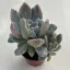 Pachyveria pachytoides