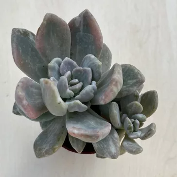Pachyveria pachytoides