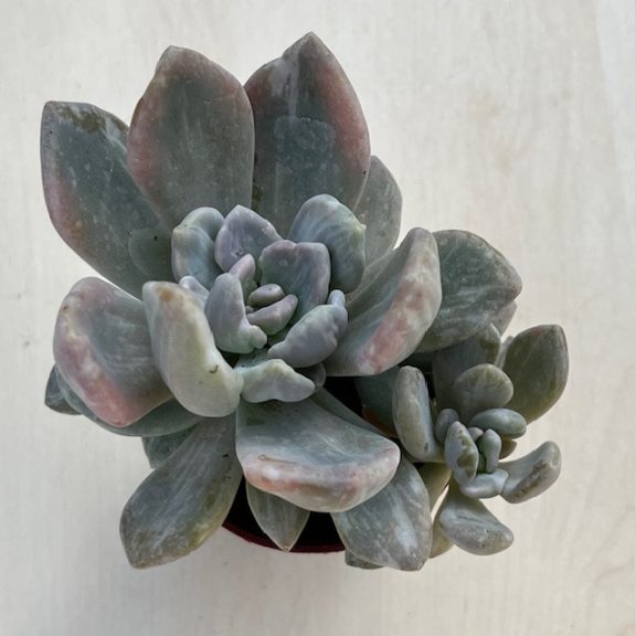Pachyveria pachytoides