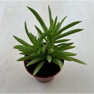 Peperomia ferreyrae - Happy Bean