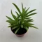 Peperomia ferreyrae - Happy Bean
