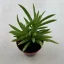 Peperomia ferreyrae - Happy Bean