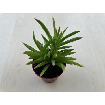 Peperomia ferreyrae - Happy Bean