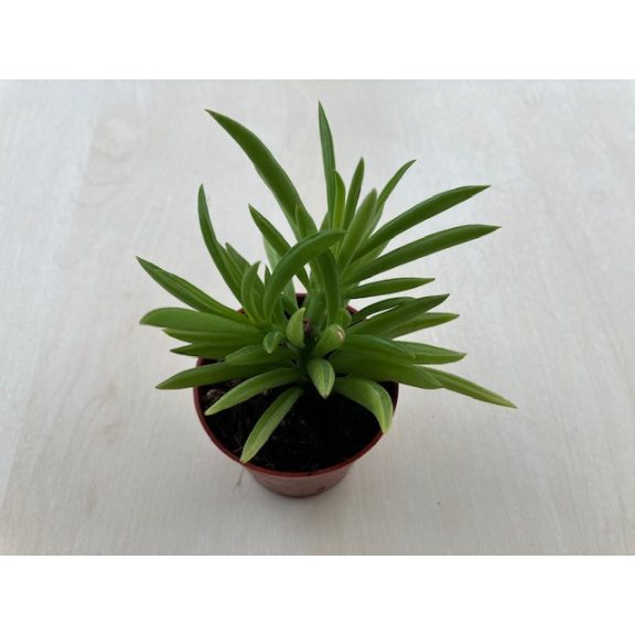 Peperomia ferreyrae - Happy Bean