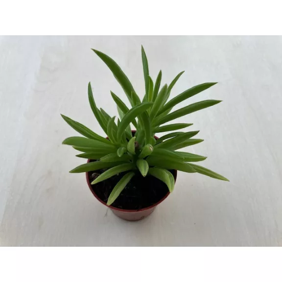 Peperomia ferreyrae - Happy Bean