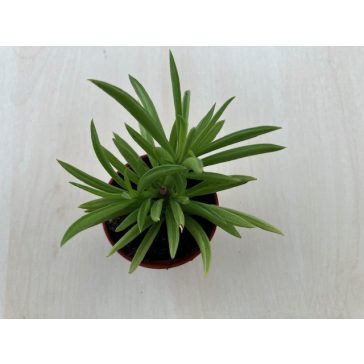 Peperomia ferreyrae - Happy Bean