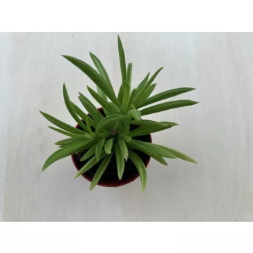 Peperomia ferreyrae - Happy Bean