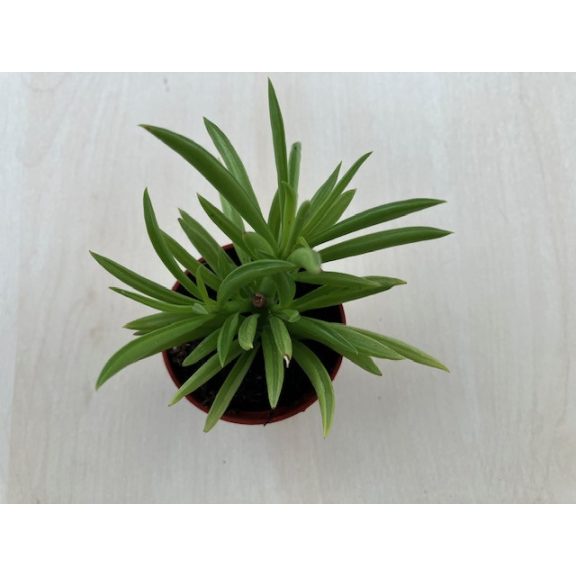 Peperomia ferreyrae - Happy Bean