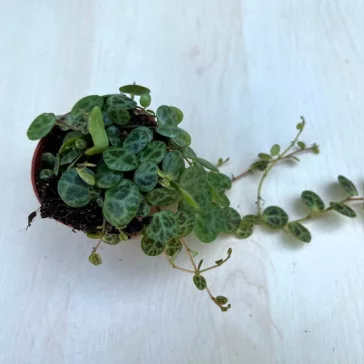 Peperomia prostrata 'Turtle'