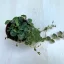 Peperomia prostrata 'Turtle'