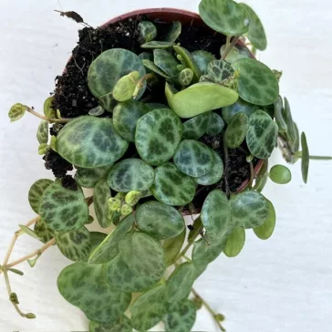 Peperomia prostrata 'Turtle'