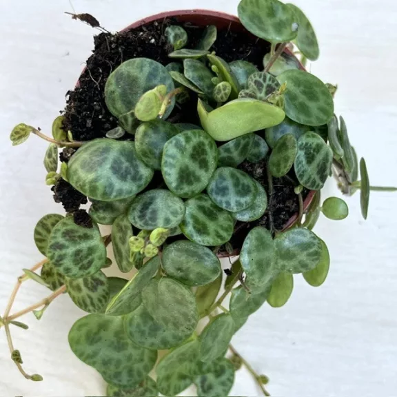 Peperomia prostrata 'Turtle'