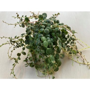 Peperomia prostrata 'Turtle'