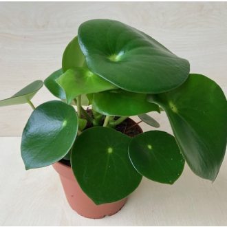 Peperomia polybotrya Raindrop