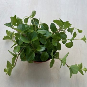 Peperomia rotundifolia