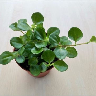Peperomia rotundifolia