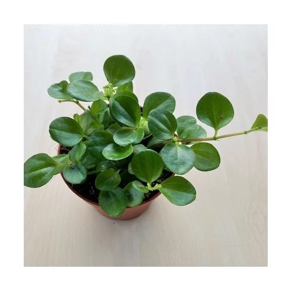 Peperomia rotundifolia