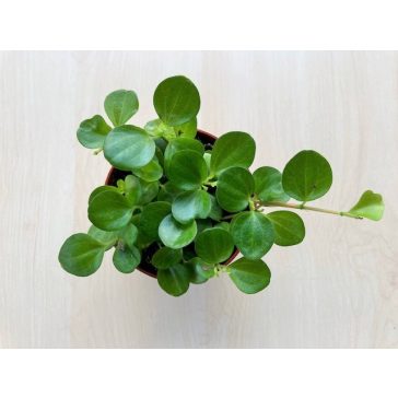 Peperomia rotundifolia