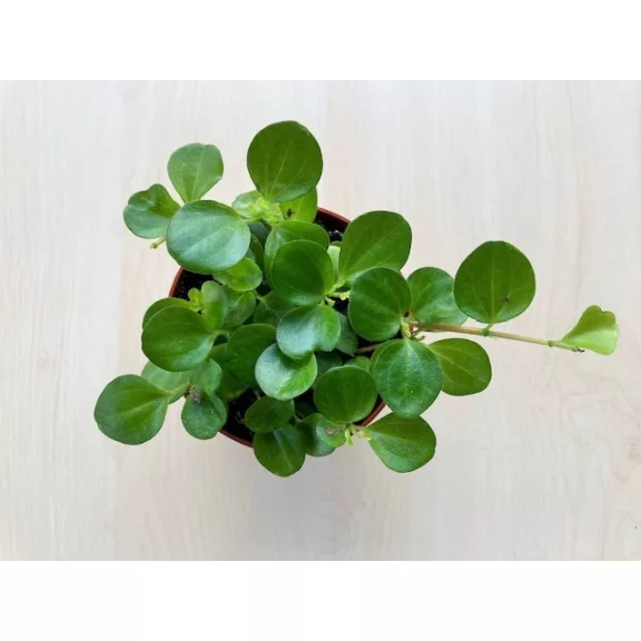Peperomia rotundifolia