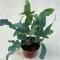 Phlebodium aureum M size