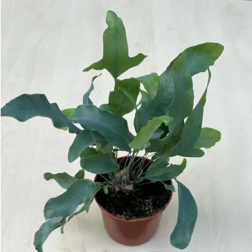 Phlebodium aureum M size