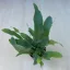 Phlebodium aureum - MINI