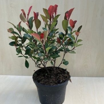 Photinia fraseri 'Little Red Robin'