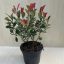 Photinia fraseri 'Little Red Robin'
