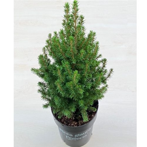 Picea glauca 'Perfecta'  60 cm