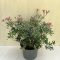 Pieris japonica ‘Little Heath’