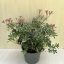 Pieris japonica ‘Little Heath’