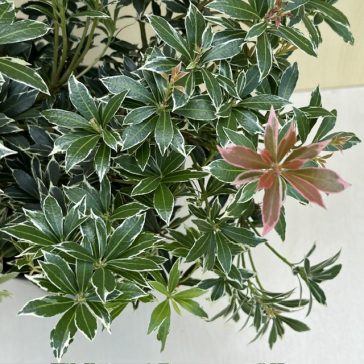Pieris japonica ‘Little Heath’