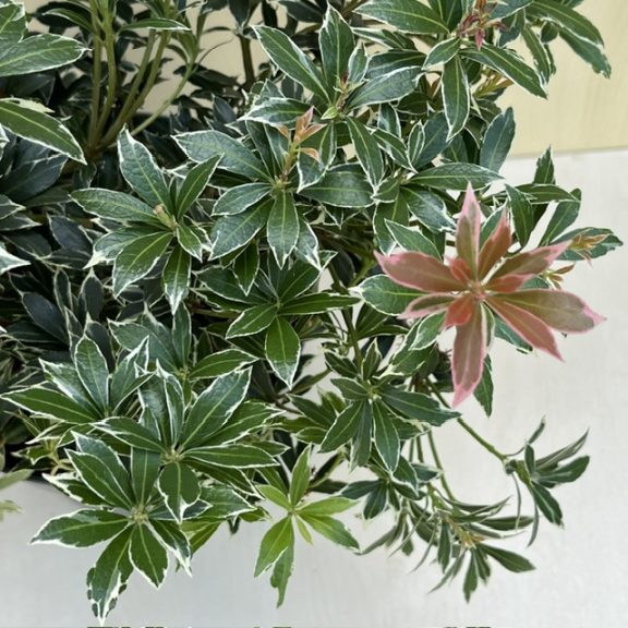 Pieris japonica ‘Little Heath’