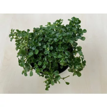 Pilea depressa 'Baby Tears'