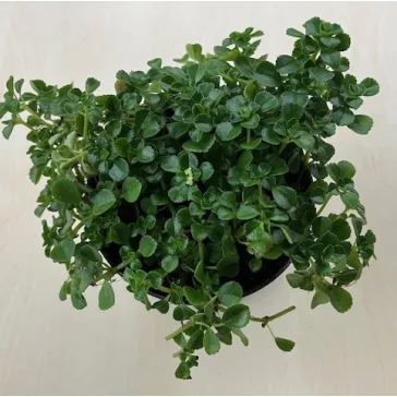 Pilea depressa 'Baby Tears'