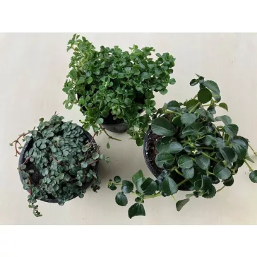 Pilea depressa 'Baby Tears'